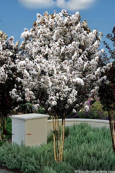 White Lightning Thunderstruck Crape Myrtle Starter Lagerstroemia STARTER Plant