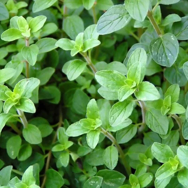 Italian Oregano Herb Seeds, Origanum Vulgare Organic NONGMO Heirloom, FREE SHIP