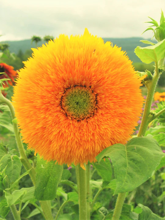 Tall Teddy Bear Sunflower Seeds | Giant Sungold Big Gold Sun Flower Seed 2024