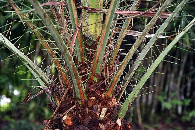 Phoenix rupicola | Cliff Date Palm | 10 Seeds