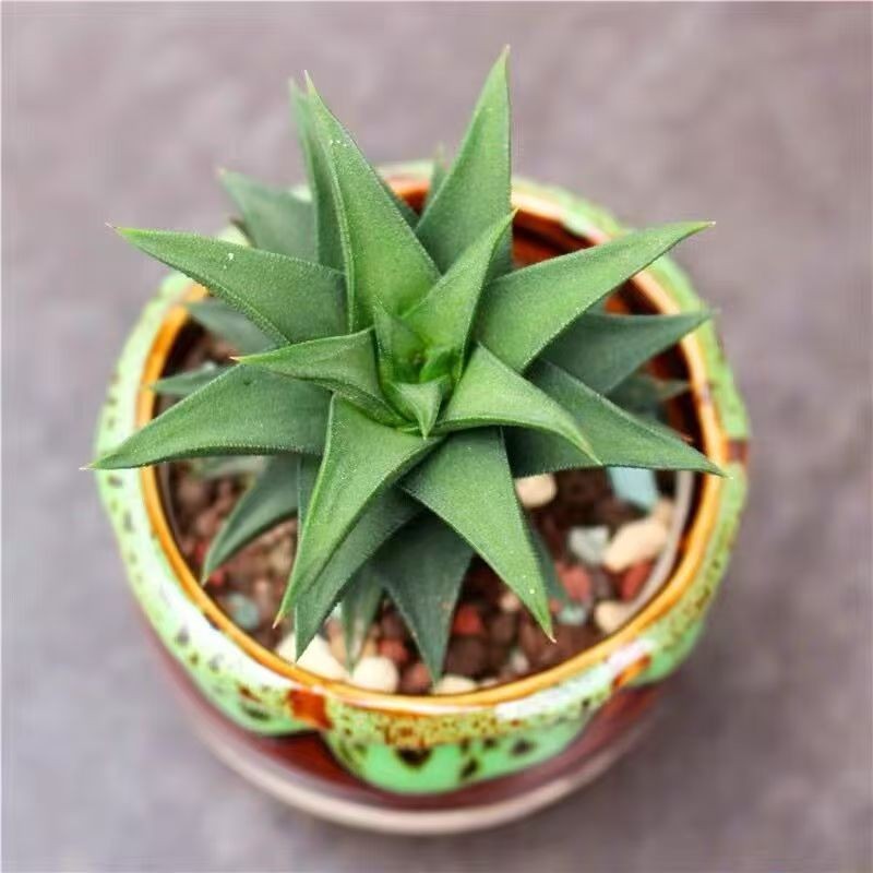 Rare Succulent Plants | Live House Plants for Home Office and Garden Decor