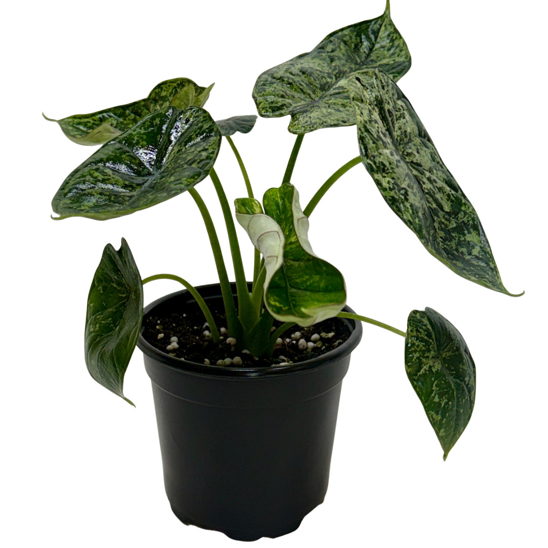 Alocasia ‘Dragon Scale Mint’
