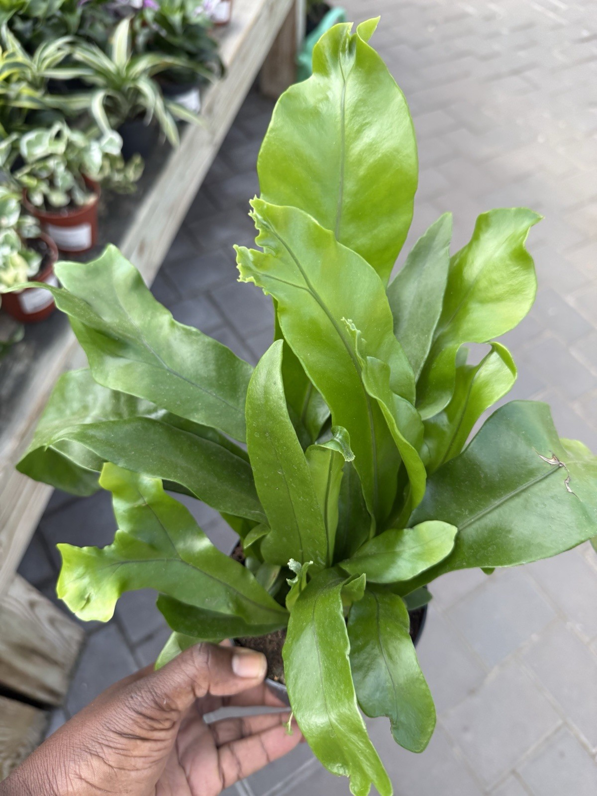 Japanese Bird’s Nest Fern Asplenium Antiquum Crissie 4 Inches Pot
