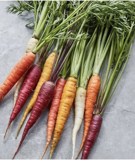 100 Rainbow Carrot Seeds Blend Multi Color Medley Easy Grow Vegetable Garden Mix