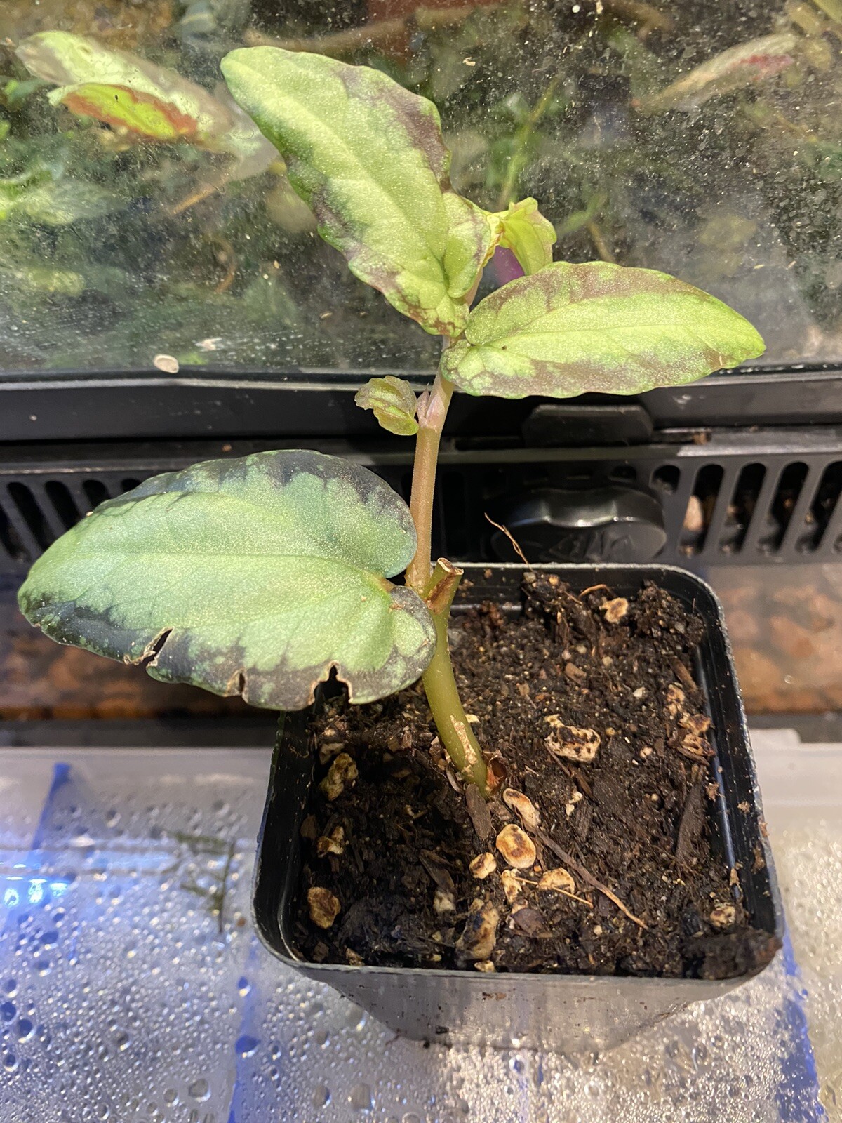Begonia Watermelon pellionia Repens plant’s