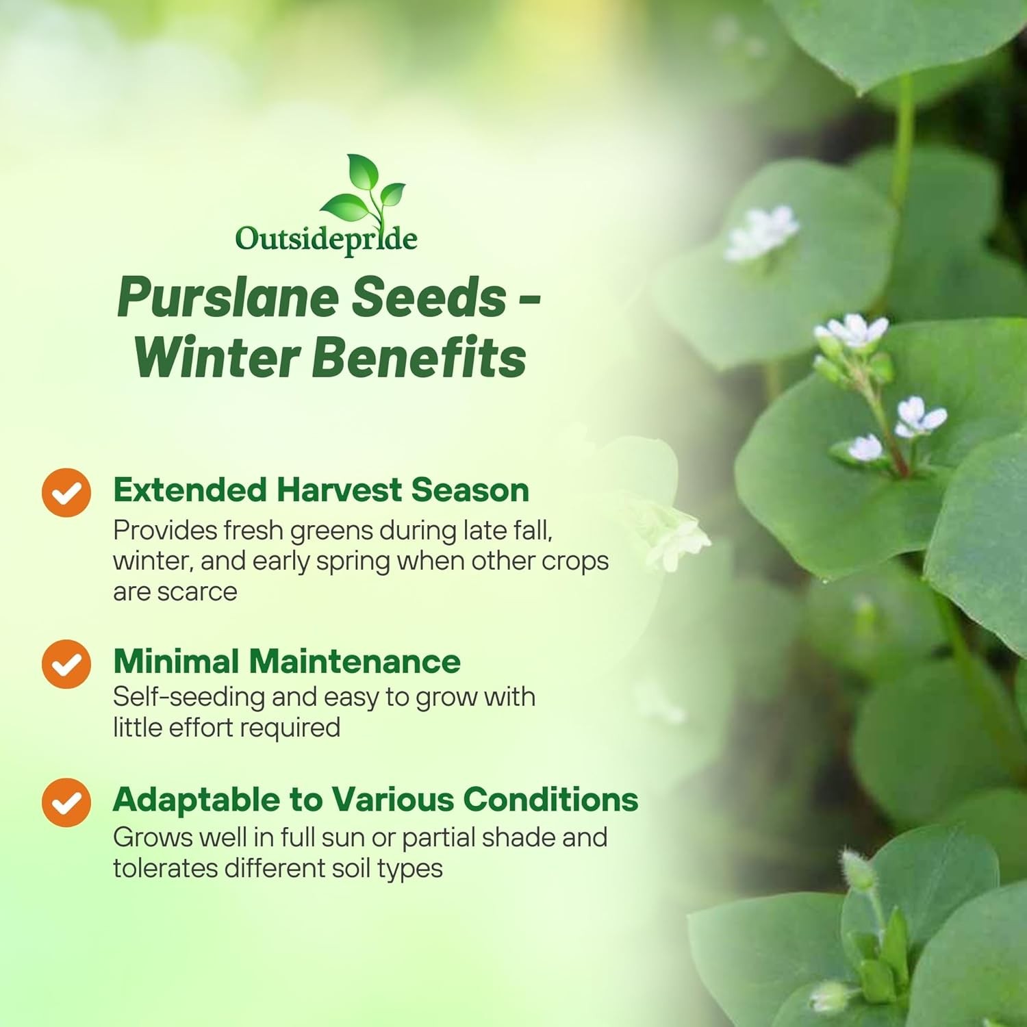 10000 Seeds Purslane Seeds For Planting Outdoors – Winter Purslane Herb Seeds