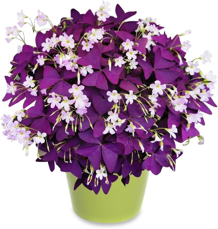 Purple Shamrock Bulbs 12 Pcs Good Luck Purple Oxalis Bulbs for Planting Indoor a