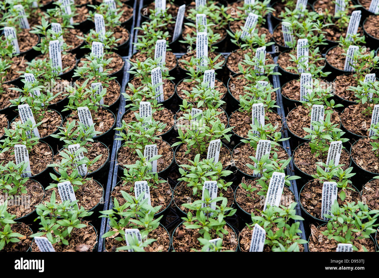 SUMMER SAVORY 300+ SEEDS ORGANIC CULINARY HERB (Satureja Hortensis)