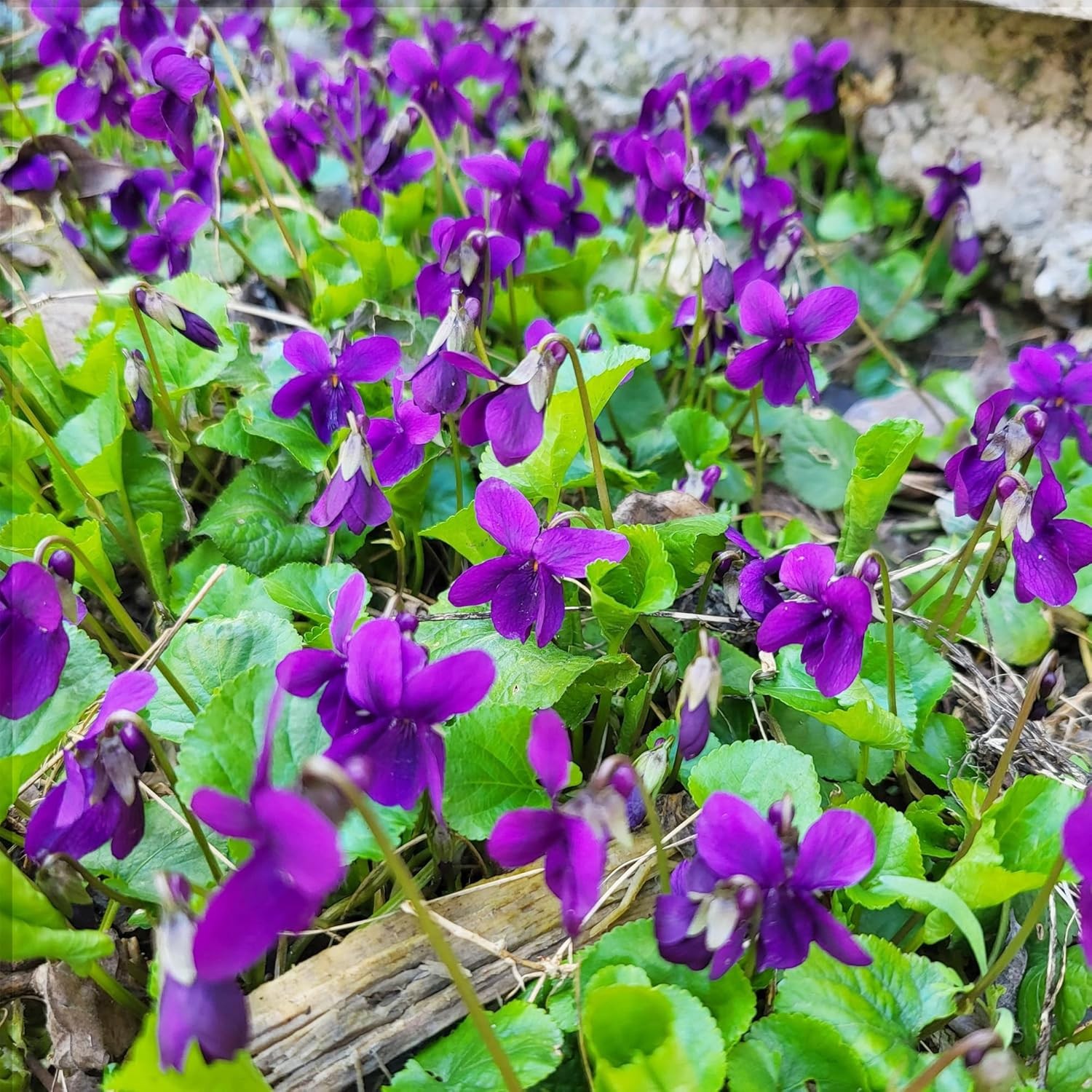 300+ Perennial Sweet Violet Flower Seeds for Planting Outdoors Non-GMO Mixed