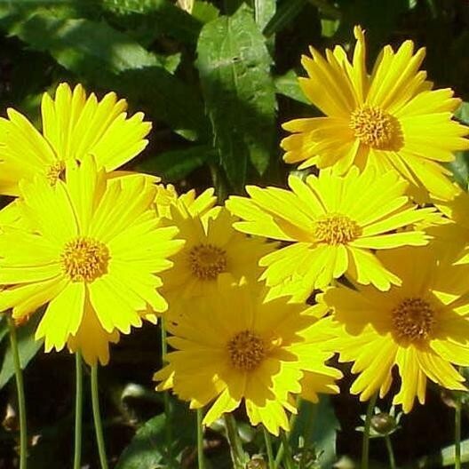 1000+ Wildflower Mix Seeds – SHADE with Perennials – Non-GMO Heirloom