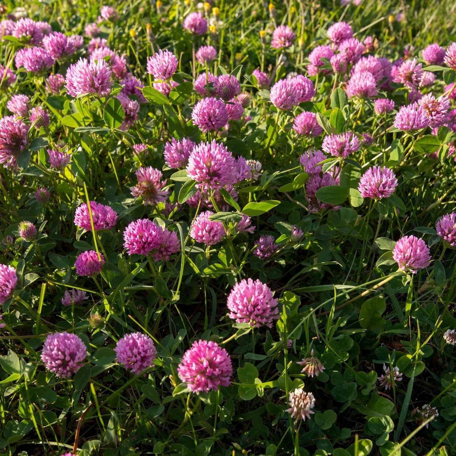 Nitrogen-Fixing Red Clover Seeds – Self-Seeding & Adaptable