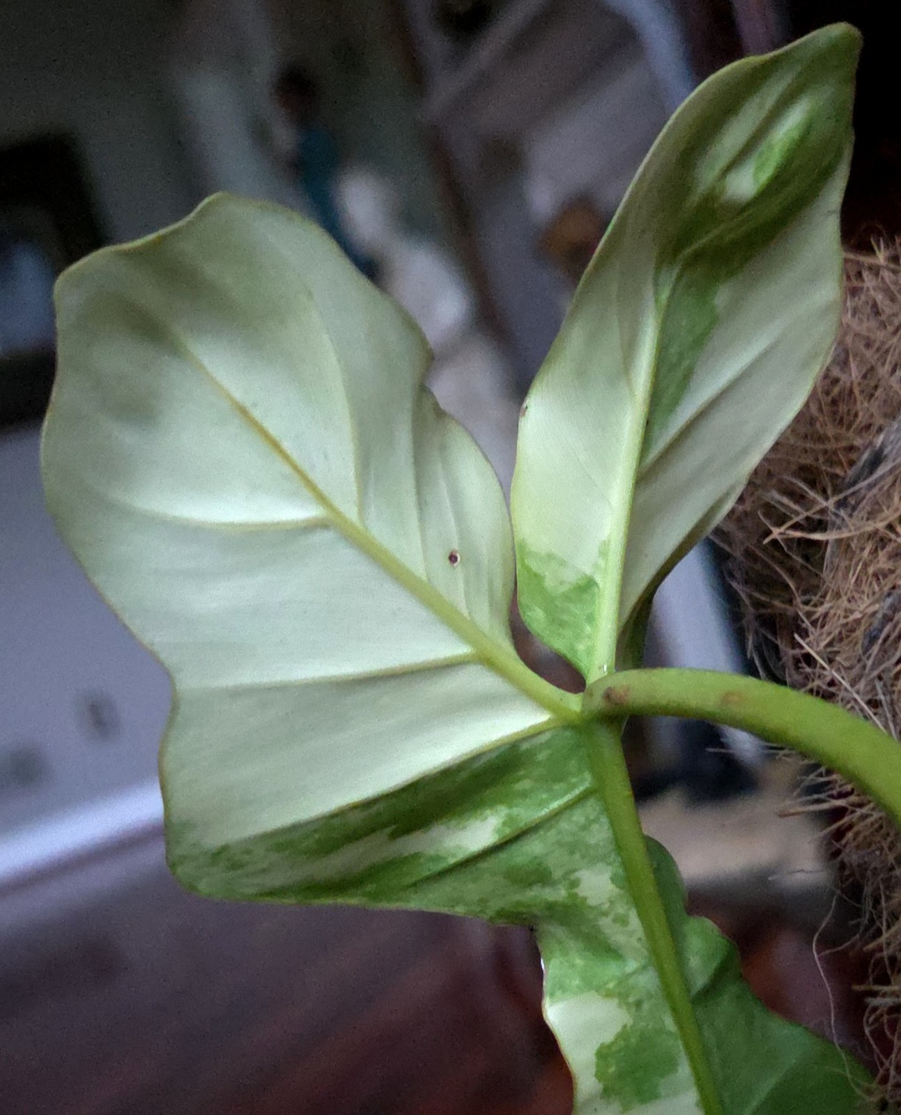 Rare XL Philodendron Florida Beauty X Paraiso Verde 28″ Wide 14″ Leaf Monstera