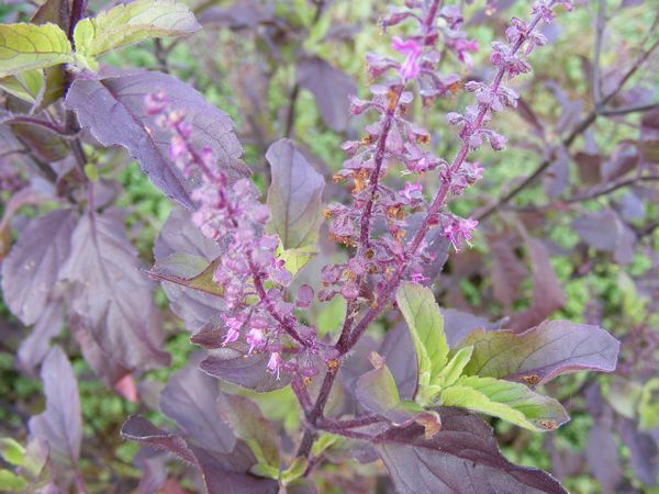 Holy Basil Plant Krishna Ocimum Sanctum Live Indoor Flowering 4-6″H In 4″ Pot