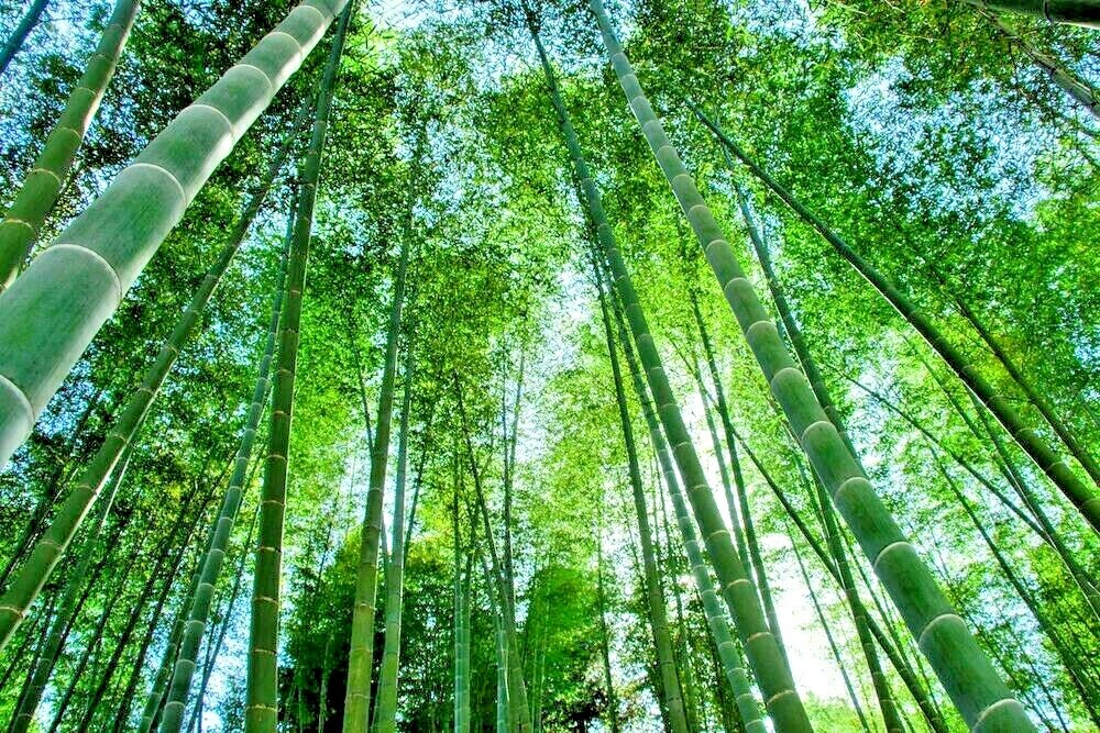 20 GIANT MOSO BAMBOO SEEDS – Phyllostachys pubescens