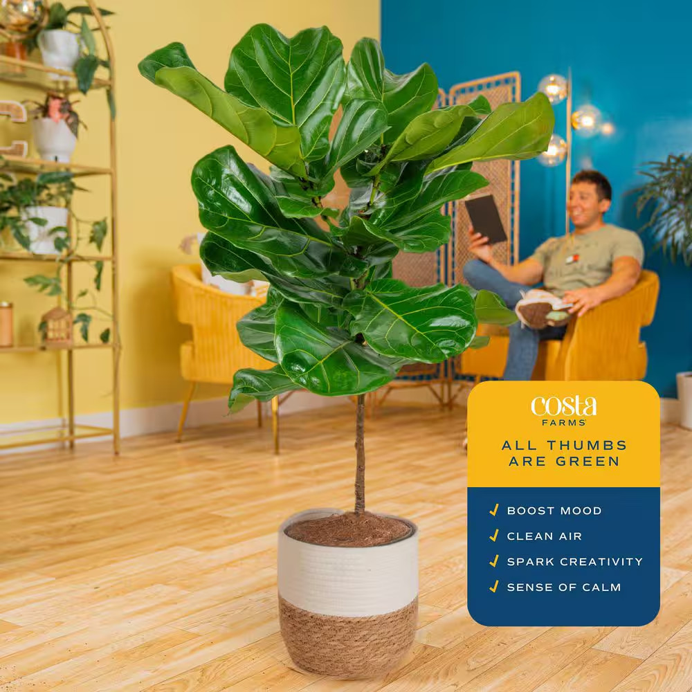 Ficus Lyrata Fiddle Leaf Fig Indoor Plant in 10 In. Decor Basket Planter, Averag
