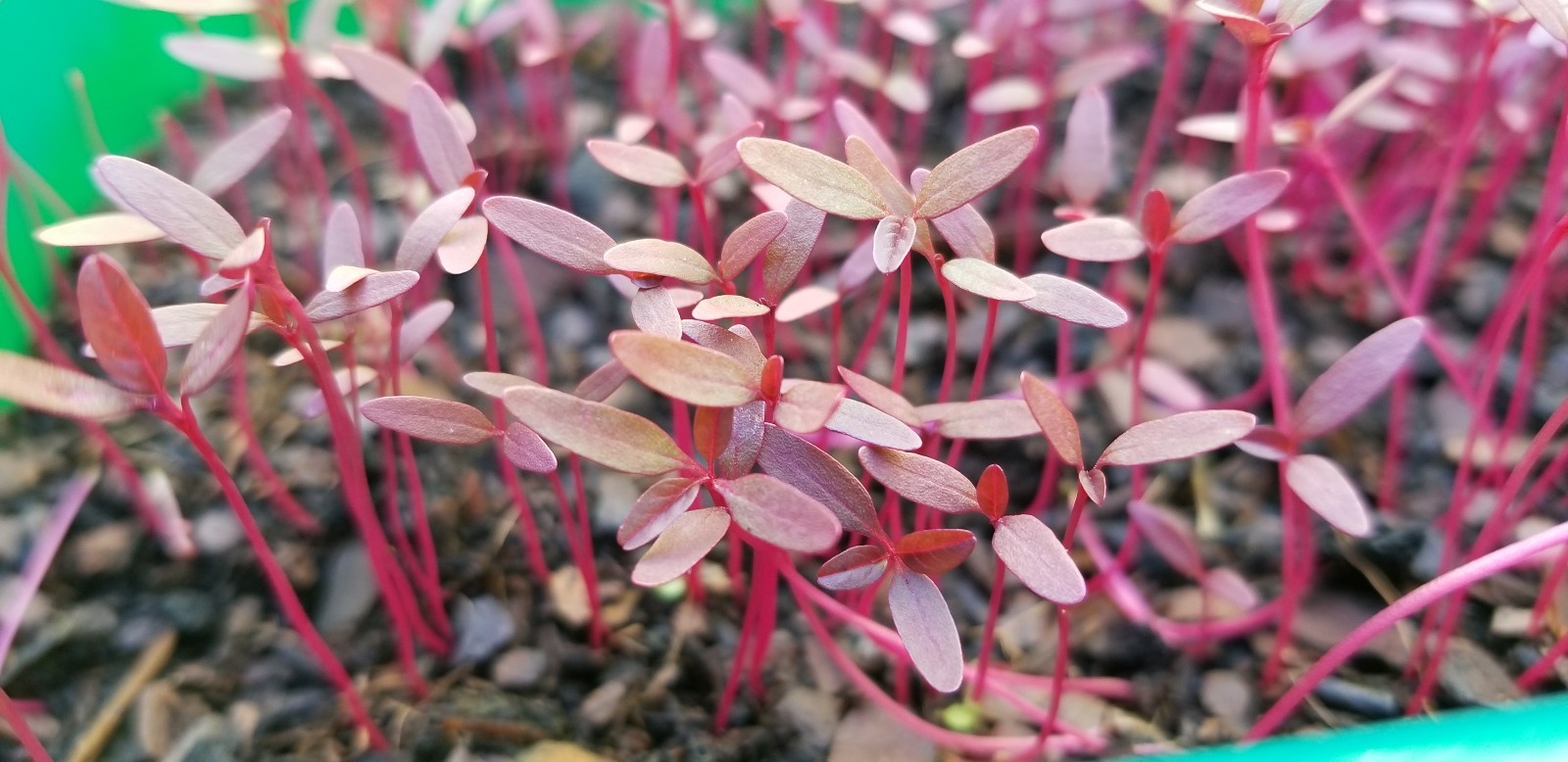RED Garnet Amaranth- tropical Spinach thotakura 1g approx. 700 seeds