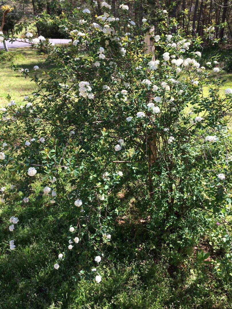White Spirea Bush Tree 25 Seeds USA Seller