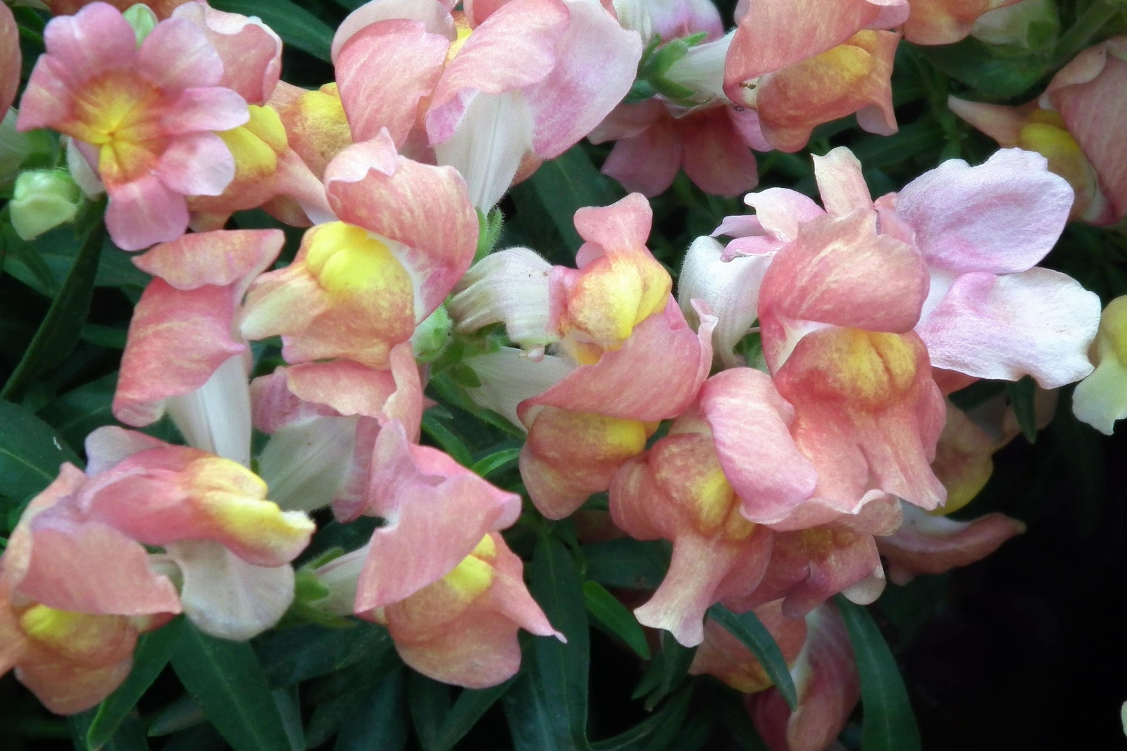 500 APPLE BLOSSOM SNAPDRAGON Antirrhinum Majus Pink White Yellow Flower Seeds