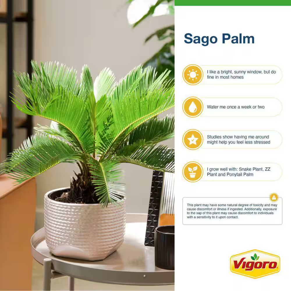 Sago Palm Indoor Plant in 6 In. White Decor Planter, Average Shipping Height 1-2