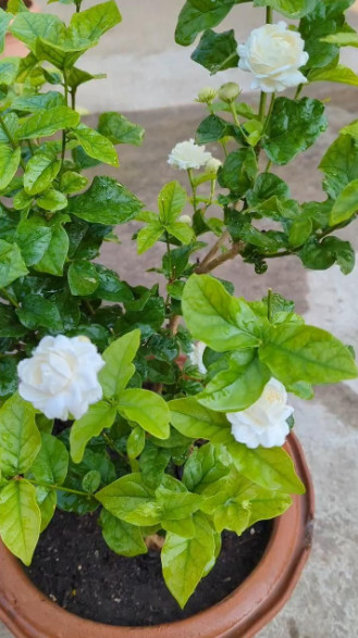 Arabian Jasmine Plant – 6-10″ Tall – 3.5″ Pot – Fragrant White Flowering Plant