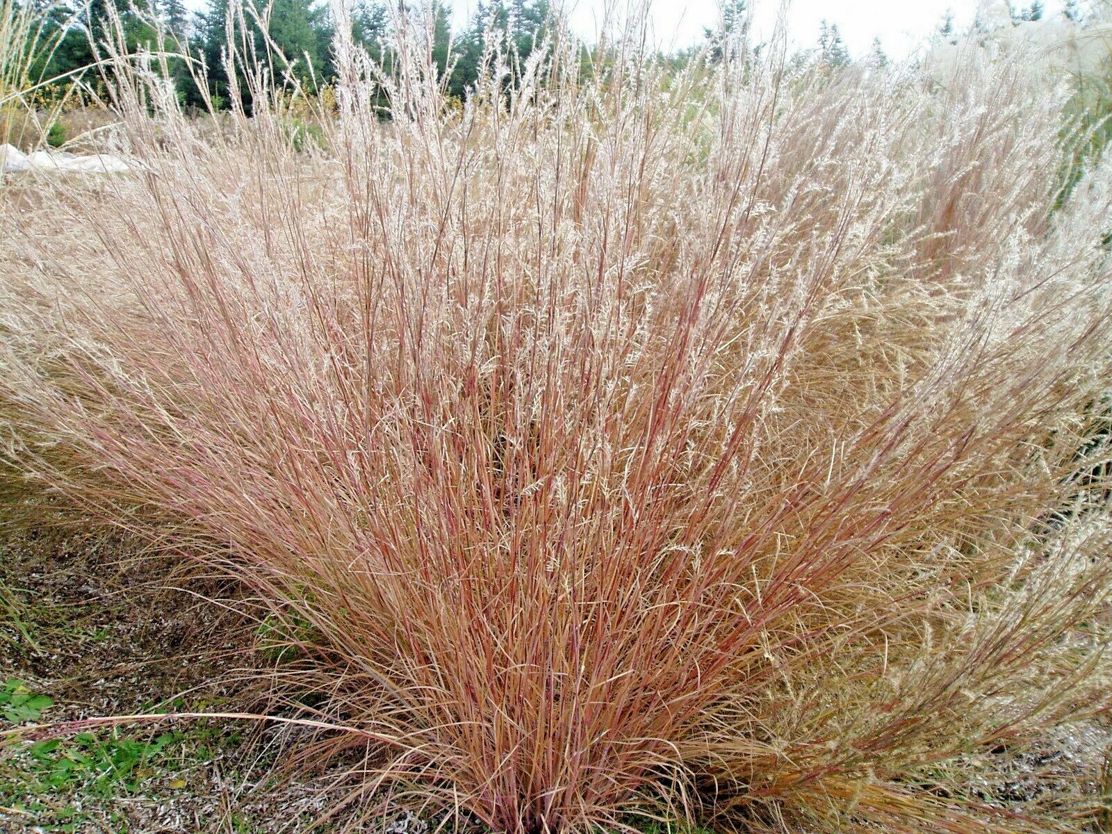 500+ LITTLE BLUESTEM Seeds Native Prairie Grass Ornamental Perennial Fall Colors