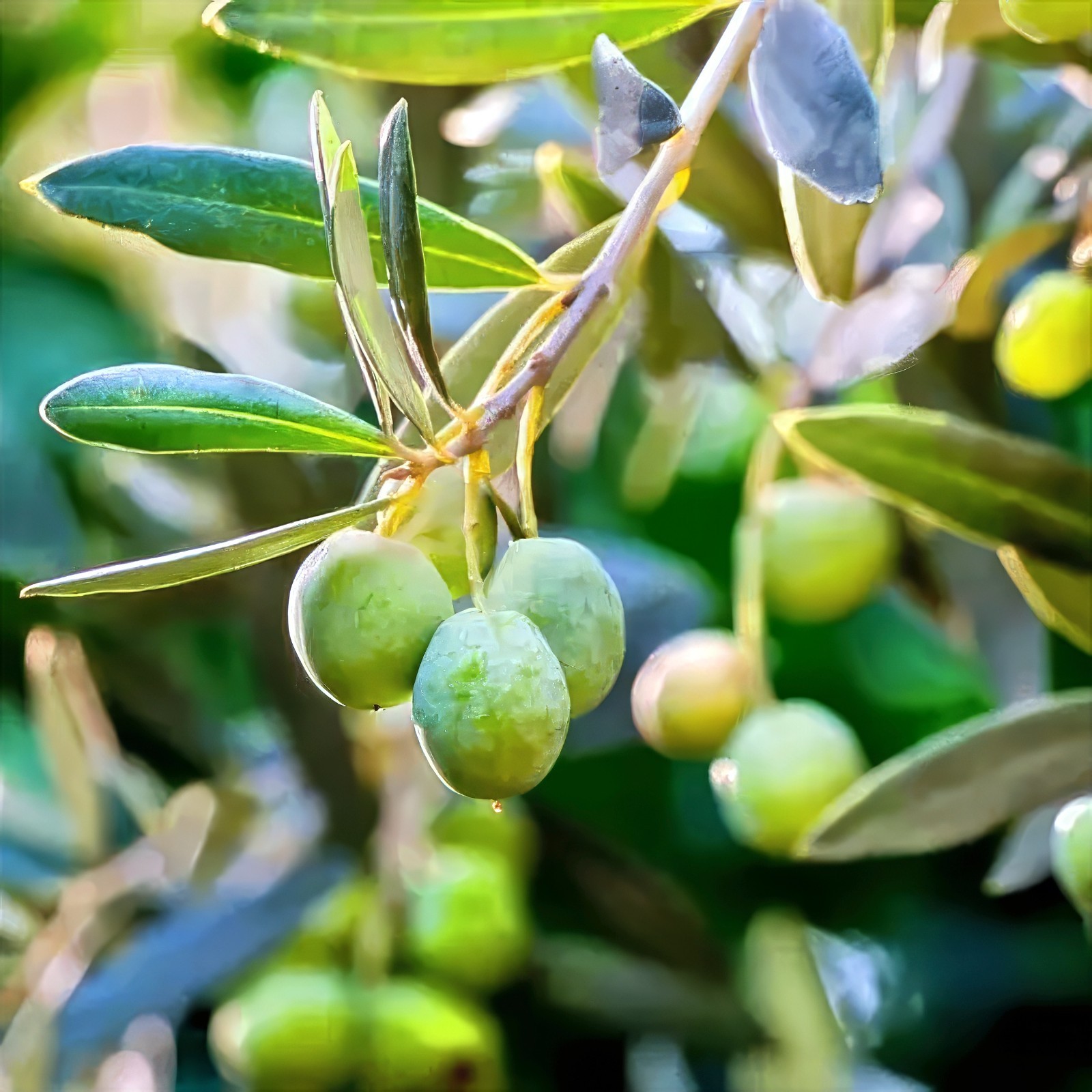 10 CANINO OLIVE TREE SEEDS (Olea europaea) European Common Edible Fruit Plant