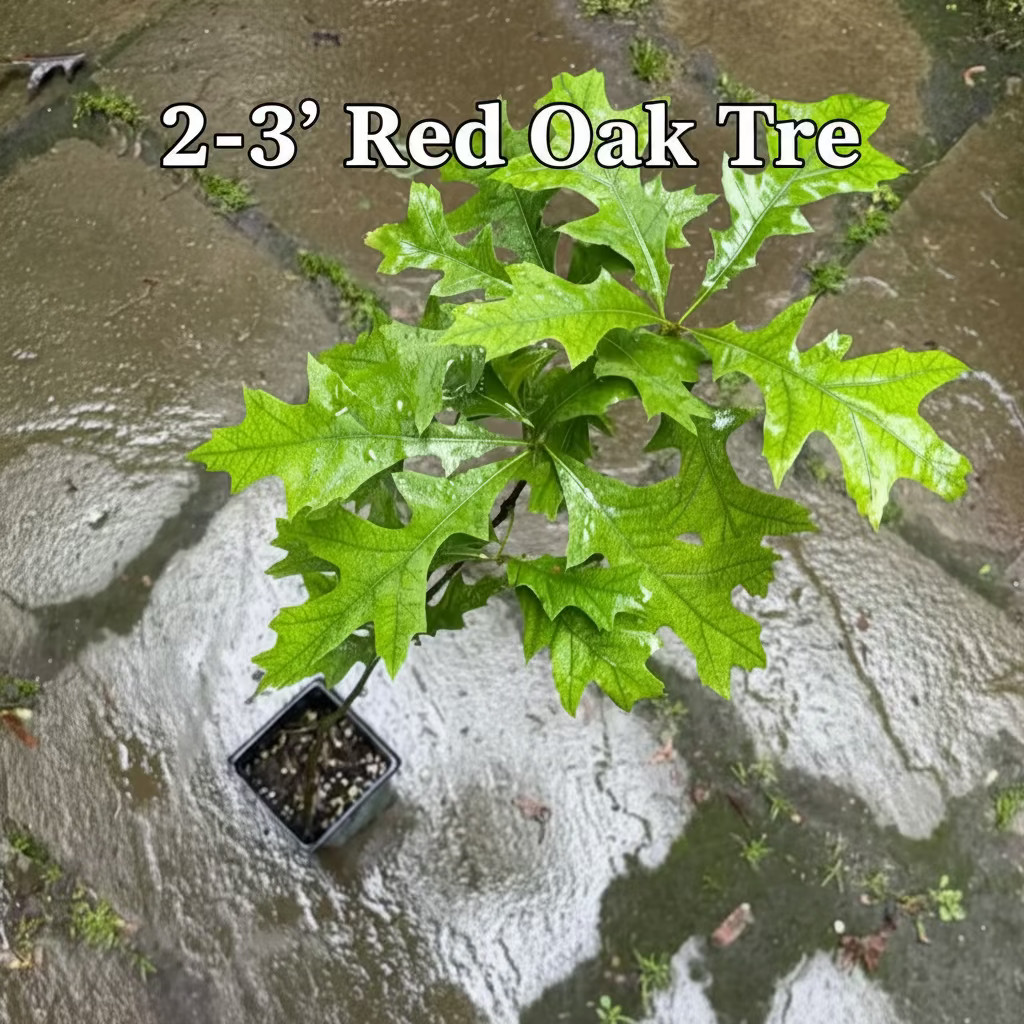 Northern Red Oak Tree – Native Shade Tree, Fall Color, Potted, Full-Part Sun, Zo
