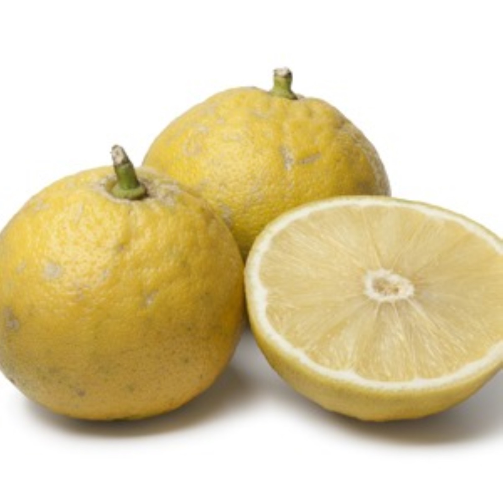 Bergamot Semi-Dwarf Orange Tree 24″-36″ tall, grafted Not for Az, Fl, La, Tx, Ak