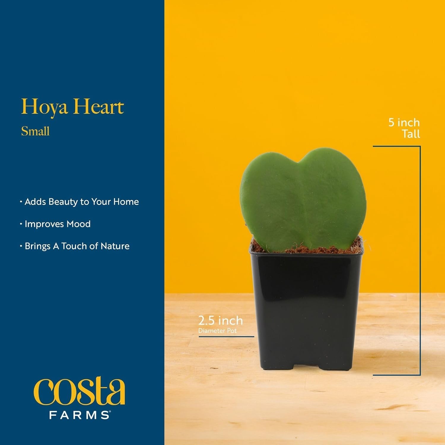 Unique Heart-Shaped Hoya, Great Gift for Any Occasion//^-