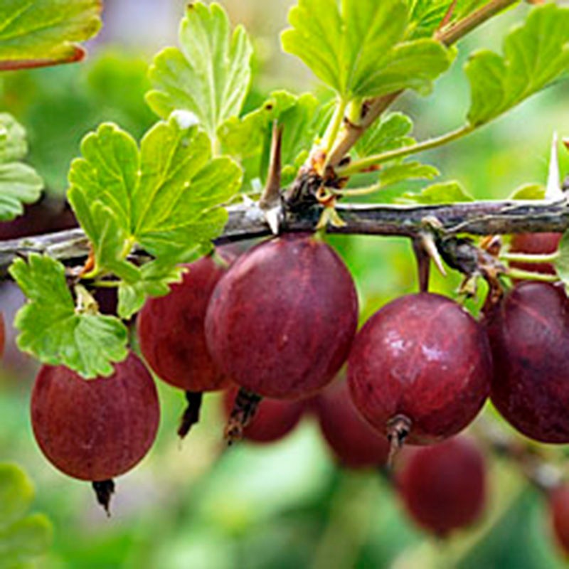 1 Hinnomaki Red gooseberry live rooted starter plant, edible Shrub zones 3-7.