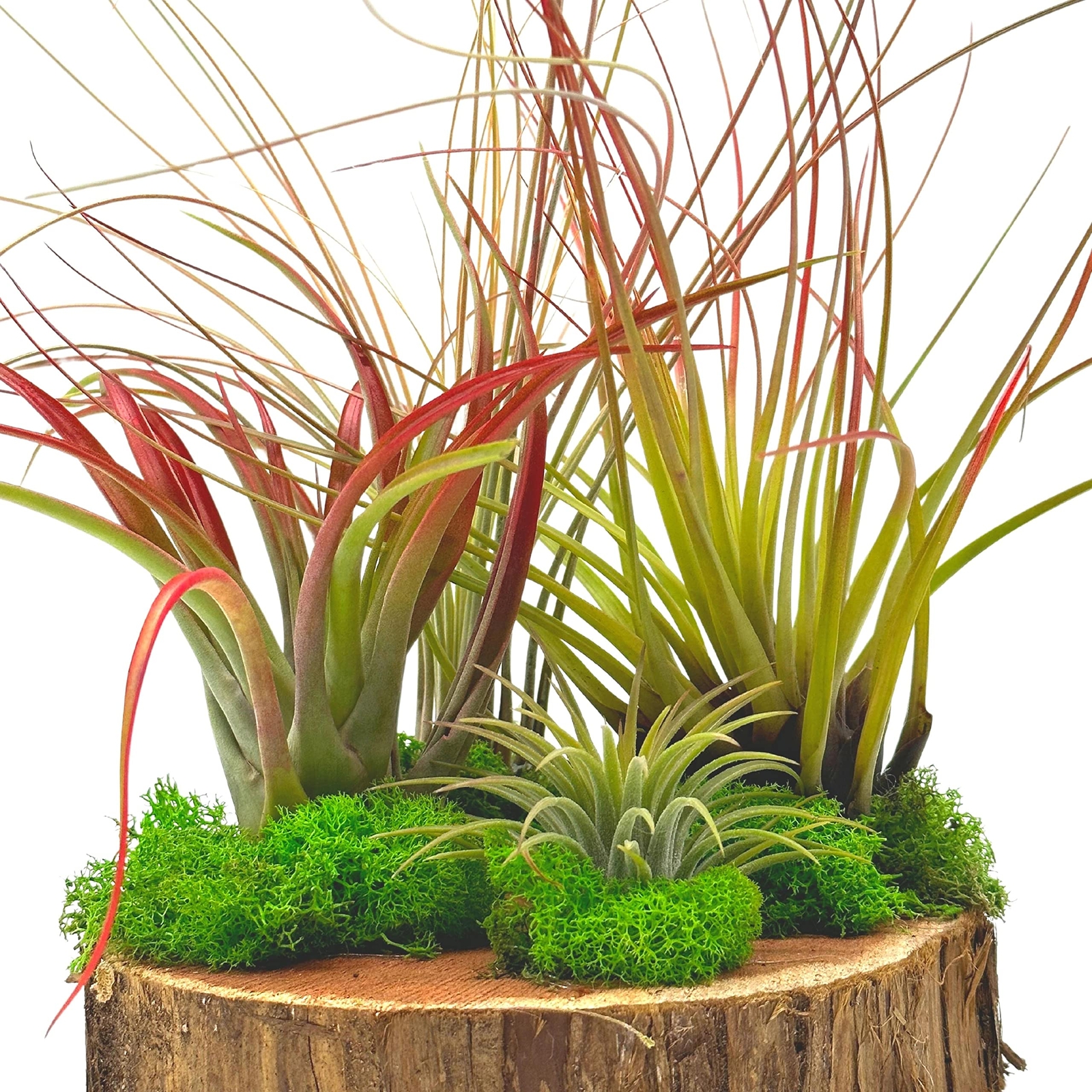 Tillandsia Garden, on Cedar Wood Base, Hand Crafted and Sculpted, Air Plant Gard