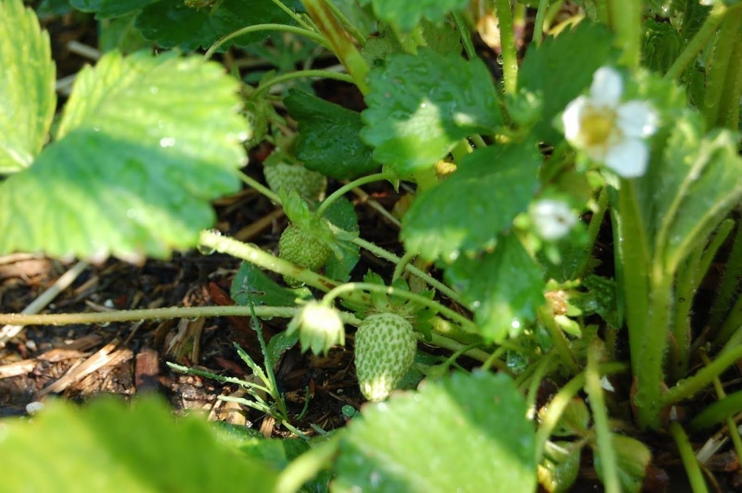 Wild Strawberry – White Soul (Fragaria Vesca White Soul) 300 SEEDS~very sweet
