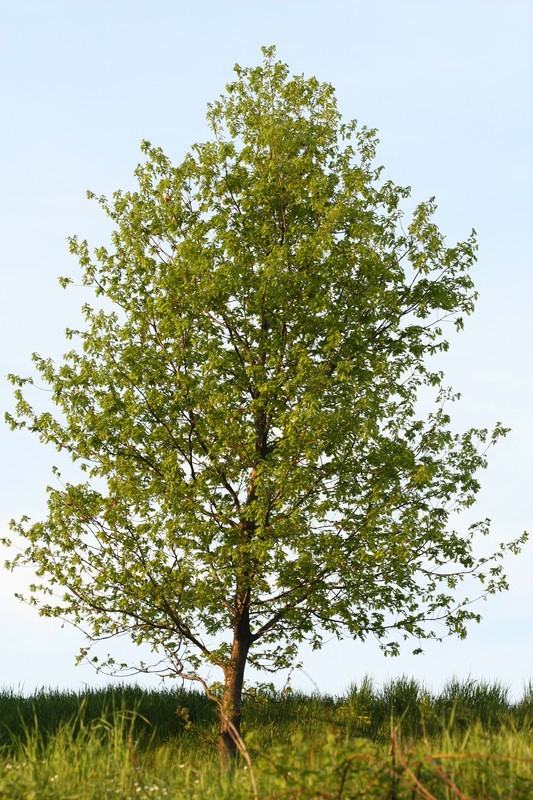 Hybrid Poplar Tree – Live Bare Root Plant