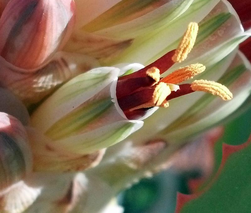 Aloe speciosa Limp Horn Aloe, Tilt Head Aloe 5 Seeds