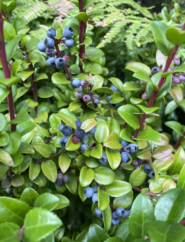 Live Huckleberry Plant, Vaccinium ovatum, 4-10″ Tall in 4″ pots, Edible Berries