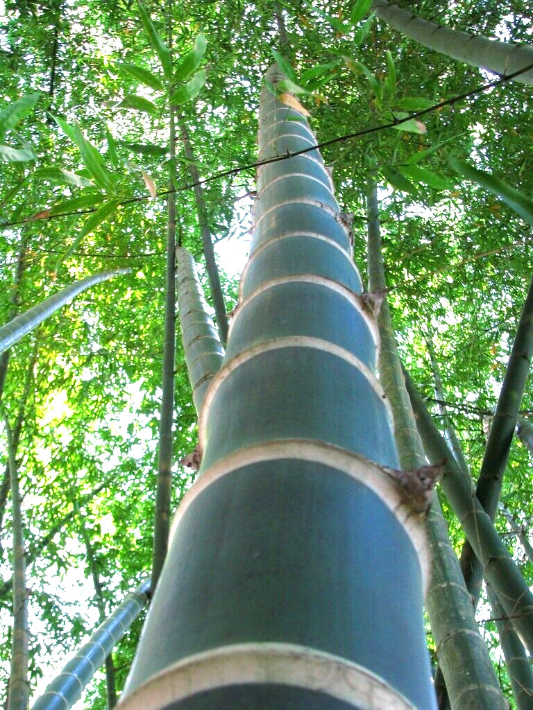 10 Giant neotropical bamboo seeds – Guadua Angustifolia -(Gua Duo Zhu Bamboo )