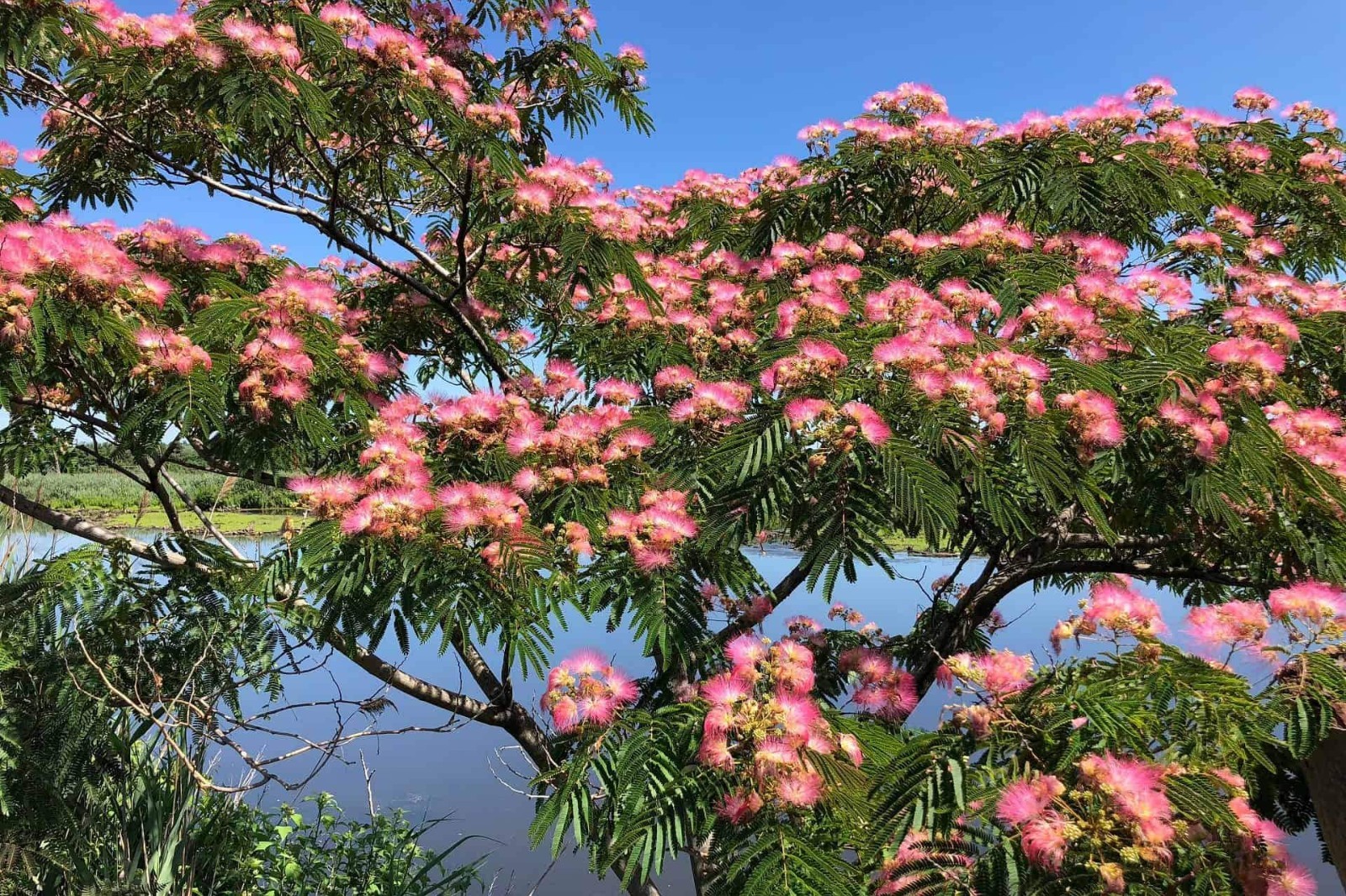 Mimosa Tree (Albizia Julibrissin) 3.5” in pot 6-10” heigh