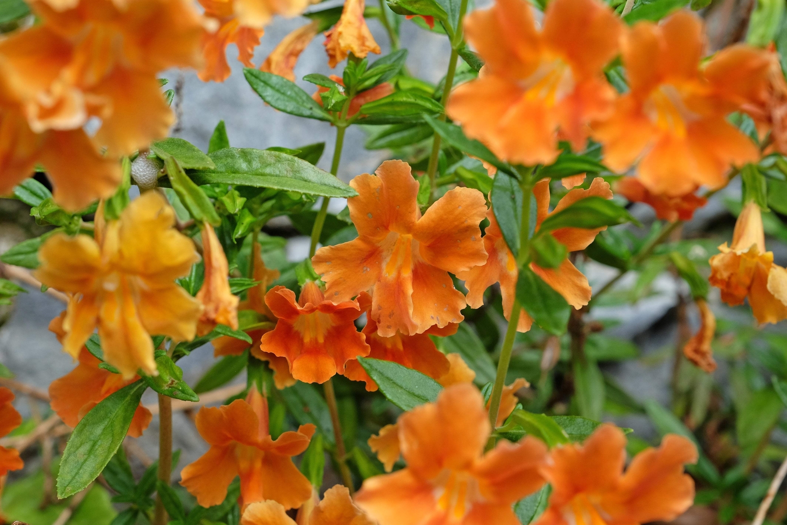 100 Twinkle ORANGE MONKEY FLOWER Mimulus Seeds *Flat S/H