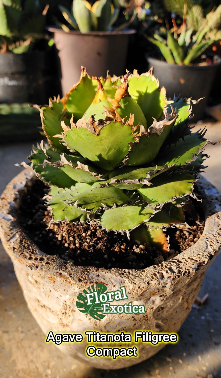 Agave Titanota ‘Filigree’ Compact – Matured Specimen – Finished Form – US Seller