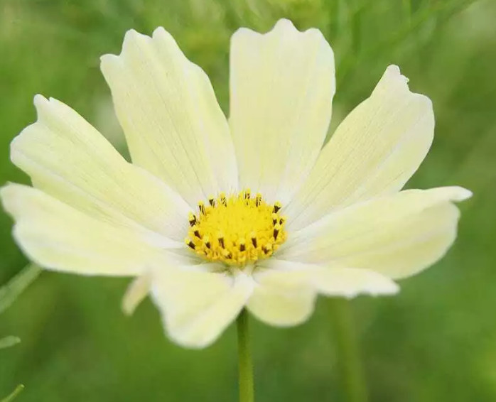 Cosmos RUBIES SUNSHINE Red+ Flowers Pollinators Butterflies Non-GMO 100 Seeds!