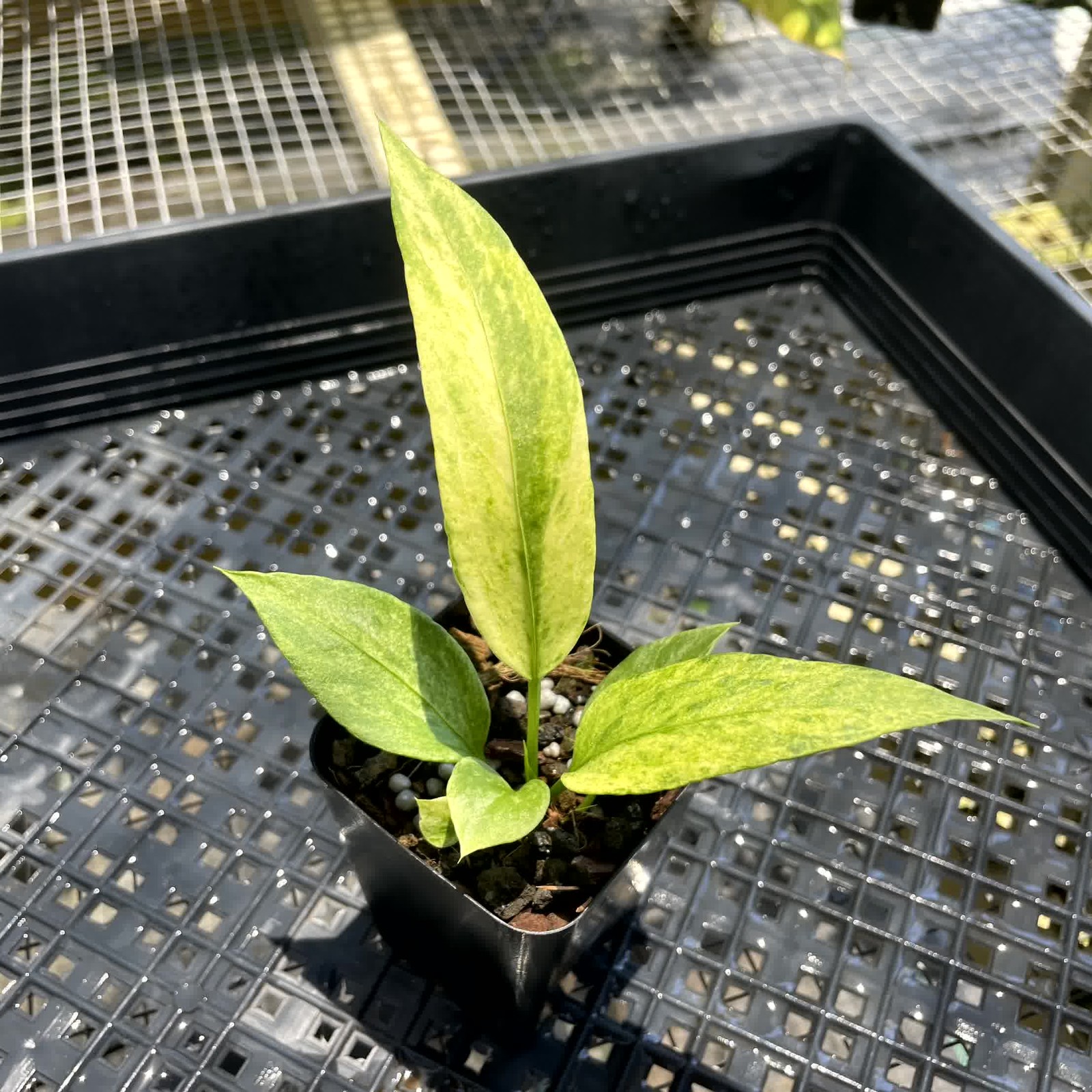 Anthurium Vittarifolium Variegated 2.5″ pot, Fedex 2day*