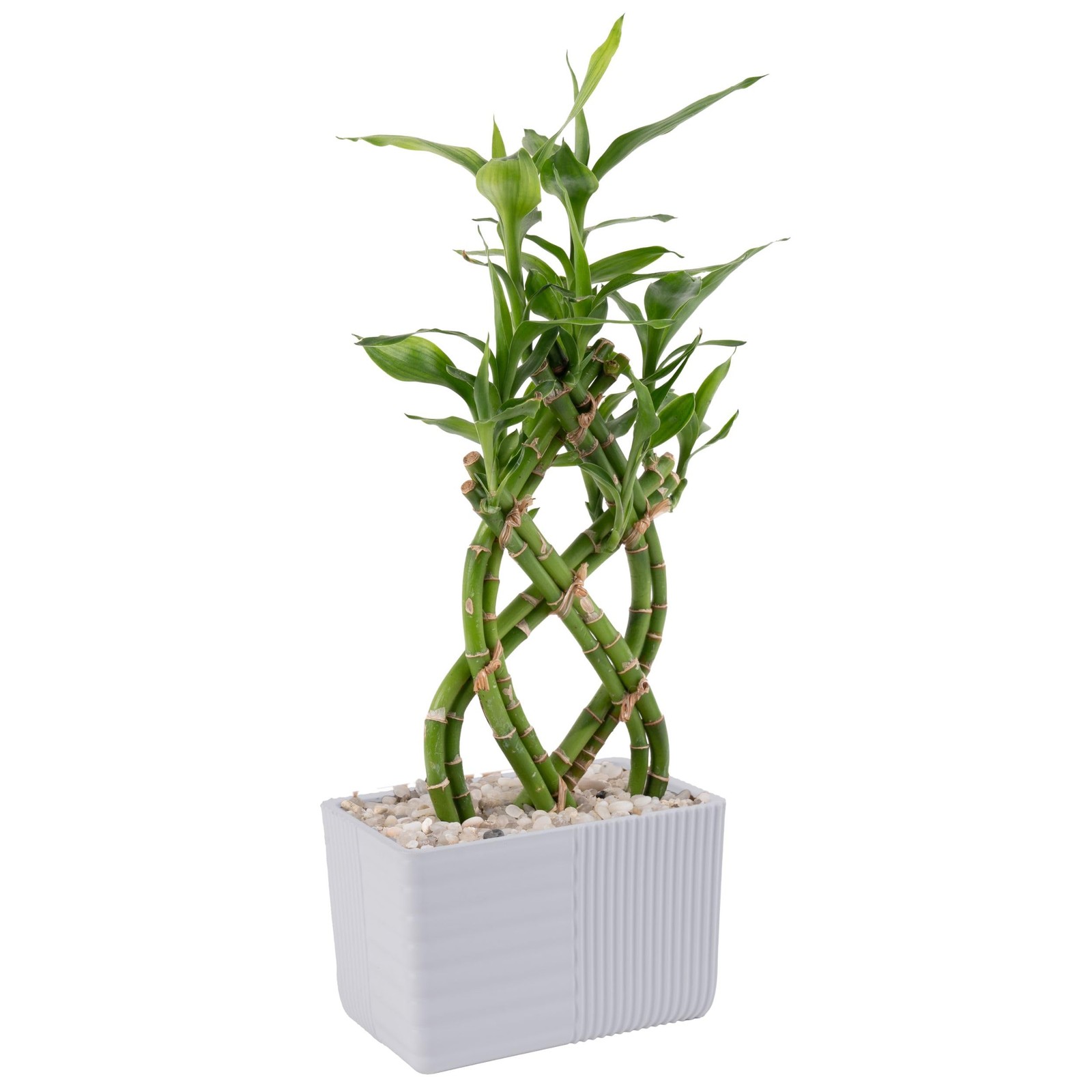 Lucky Bamboo Live Plant in Decorative Pot, Easy to Maintain Indoor Houseplant…