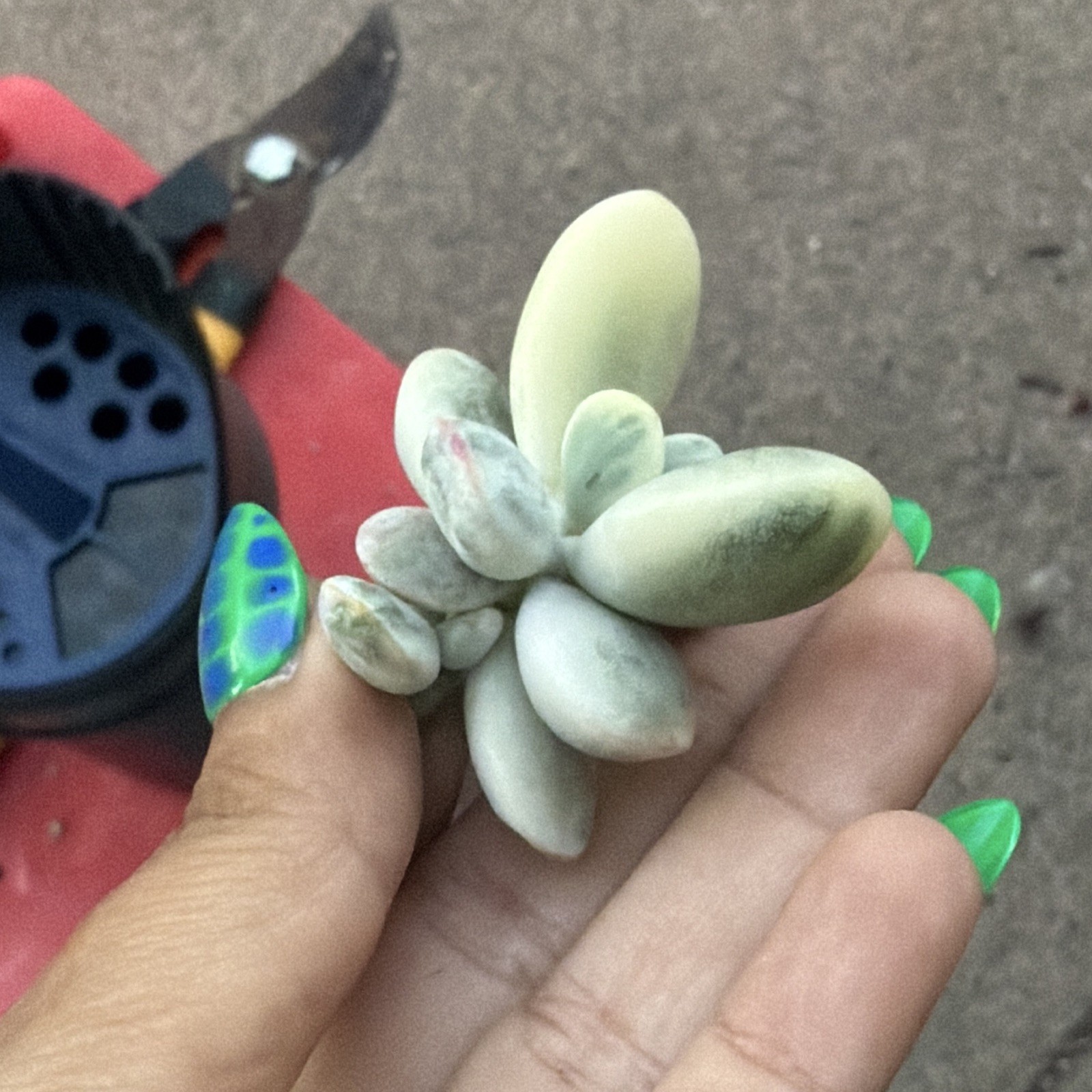 Cotyledon Orbiculata Succulent Cutting/Leaf Gray-Green, Drought Resistant