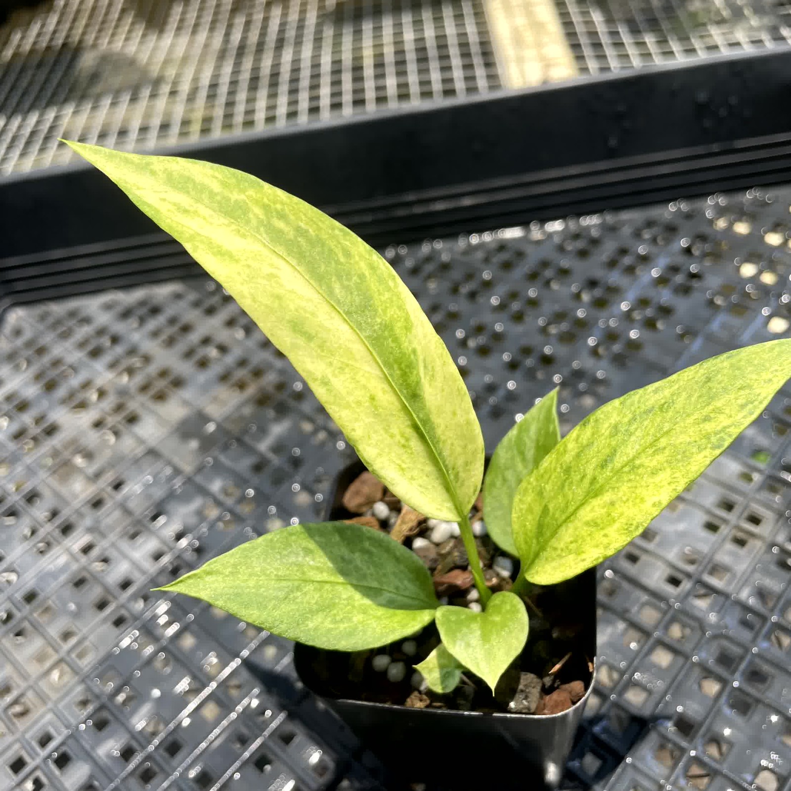 Anthurium Vittarifolium Variegated 2.5″ pot, Fedex 2day*