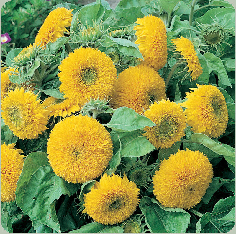 Sunflower Seeds Teddy Bear 50+ Annual Sungold Dwarf Flower USA FREE SHIPPING