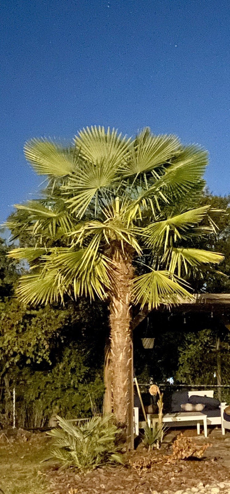 Trachycarpus Fortunei Live Windmill Palm Seedlings Cold Hardy 10 for $20