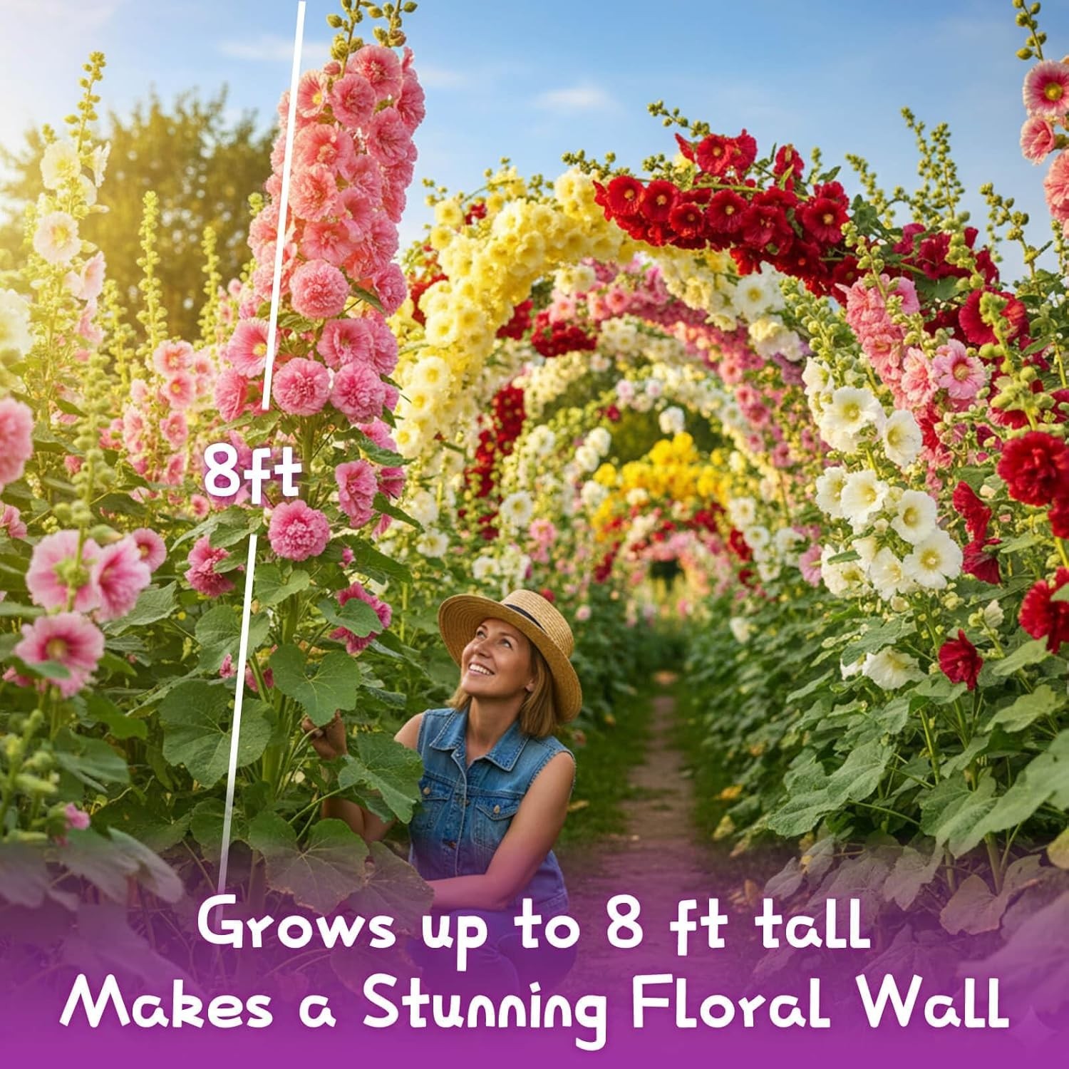 Large 3000+ Bulk Pack of Double Hollyhock Seeds – Spring to Fall Blooms
