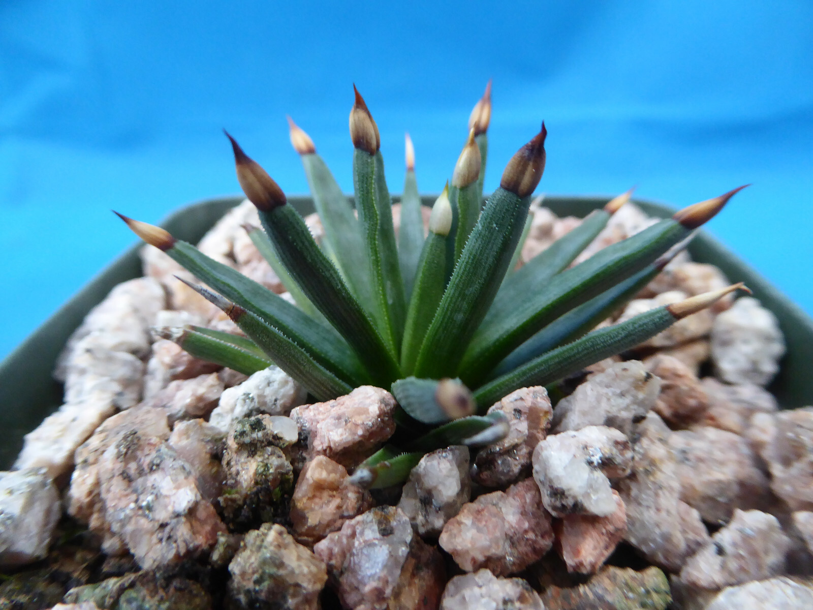 Agave albopilosa Seedling Plants VERY RARE Agave! 4+ Years Old! 2″-3″ Wide