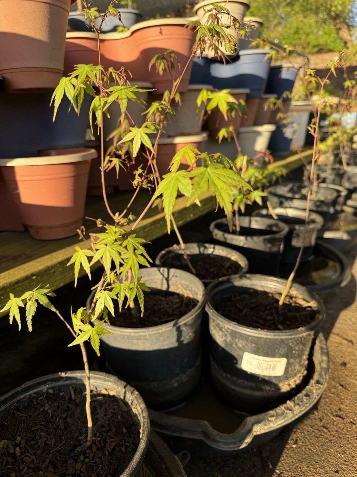 Two Japanese Maple Seedling 3 to 5 inches Ornamental Tree Sango kaku POTTED