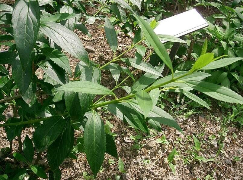Weeping Forsythia Bush Seeds for Planting (50 Seeds) – Forsythia suspensa